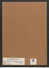 Campylodiscus hodgsonii W. Sm. (de-Toni-Nr.: Genus 57, Species 2432) Zeichnungen Sammlung Grunow Mappe 02615 (Herbarium_W_Grunow_drawings_Folder_02615)